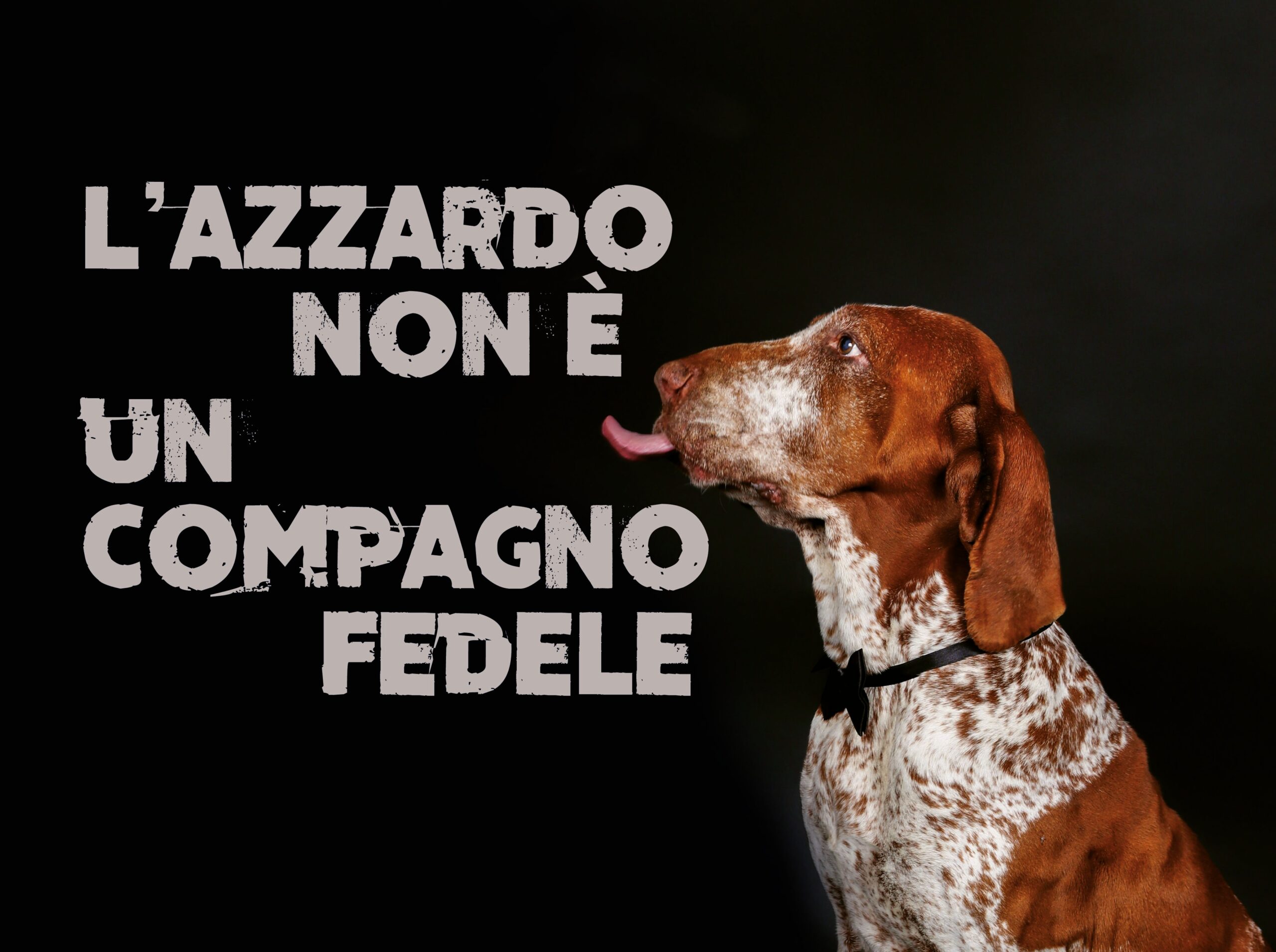 Locandina zardo 2